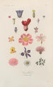 Traité de botanique générale Pl056 - François Hérincq — vy av konstverket