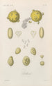 Traité de botanique générale Pl061 - François Hérincq — vy av konstverket