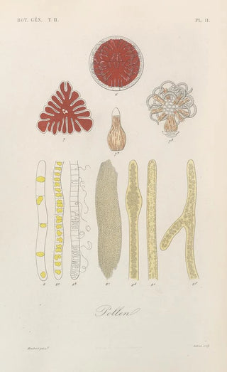 Franois Hrincq - Traite de botanique generale Pl062.webp