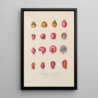 Franois Hrincq - Traite de botanique generale Pl071.webp