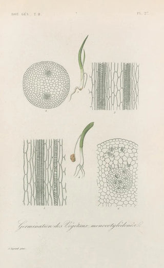 Franois Hrincq - Traite de botanique generale Pl078.webp