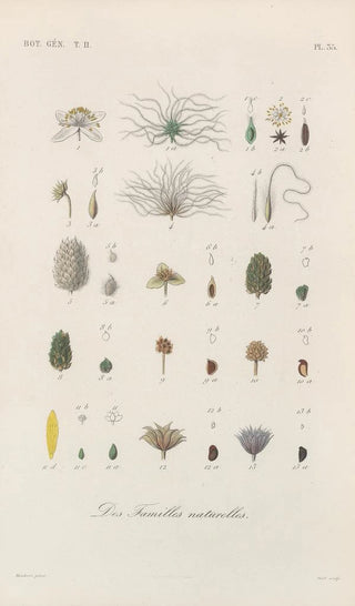 Franois Hrincq - Traite de botanique generale Pl086.webp