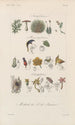 Traité de botanique générale Pl094 - François Hérincq — vy av konstverket