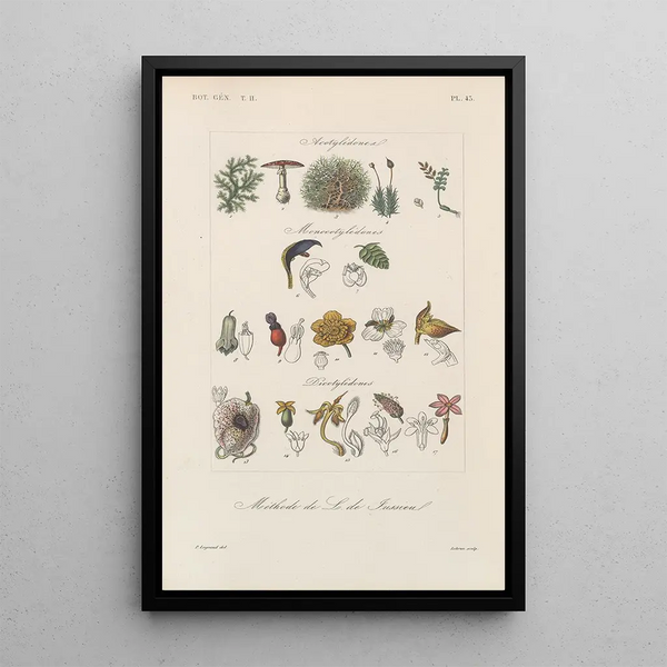 Franois Hrincq - Traite de botanique generale Pl094.webp