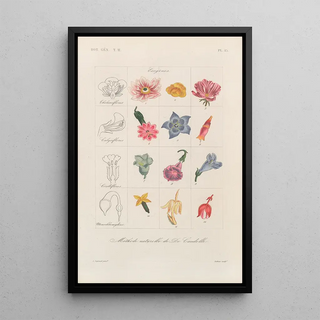 Franois Hrincq - Traite de botanique generale Pl096.webp