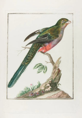 Franois Levaillant - Couroulou dafrique femelle.webp