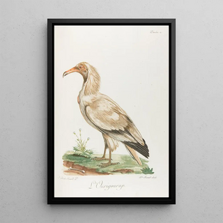 Franois Levaillant - LOurigourap.webp