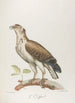 Le Griffard - François Levaillant — vy av konstverket