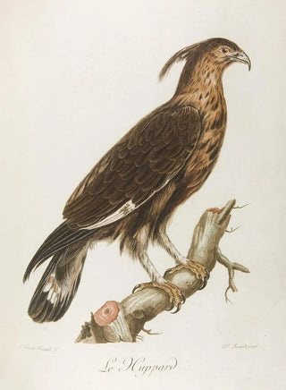 Franois Levaillant - Le huppard.webp