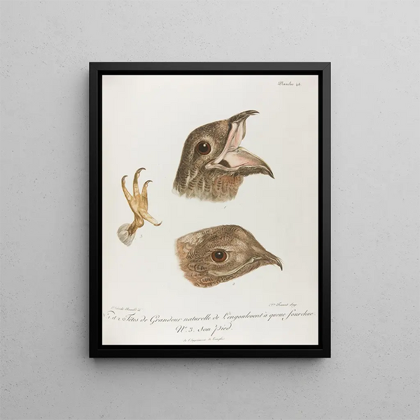 Franois Levaillant - No 1 et 2 Tetes de Grandeur naturelle de Lengoulevent.webp
