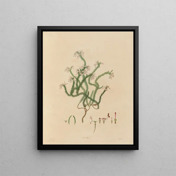Franz Andreas Bauer - Delineations of exotick plants cultivated in the Royal gardens at Kew Pl03.webp