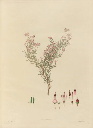 Franz Andreas Bauer - Delineations of exotick plants cultivated in the Royal gardens at Kew Pl05.webp