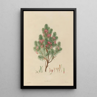 Franz Andreas Bauer - Delineations of exotick plants cultivated in the Royal gardens at Kew Pl09.webp