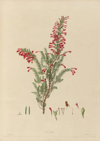 Franz Andreas Bauer - Delineations of exotick plants cultivated in the Royal gardens at Kew Pl13.webp