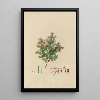 Franz Andreas Bauer - Delineations of exotick plants cultivated in the Royal gardens at Kew Pl19.webp