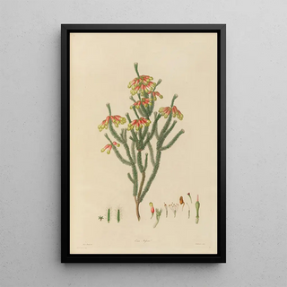 Franz Andreas Bauer - Delineations of exotick plants cultivated in the Royal gardens at Kew Pl20.webp