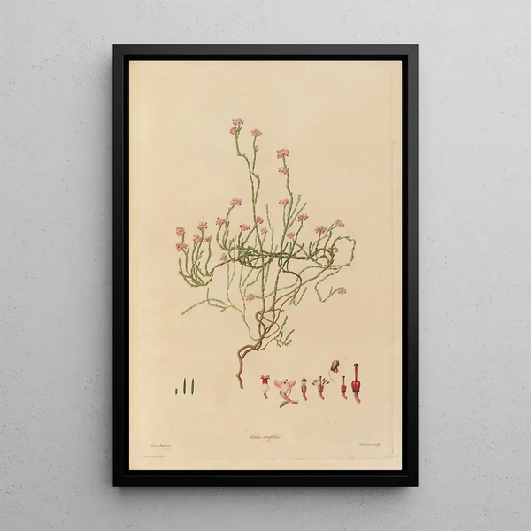 Franz Andreas Bauer - Delineations of exotick plants cultivated in the Royal gardens at Kew Pl21.webp