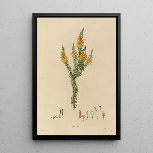 Franz Andreas Bauer - Delineations of exotick plants cultivated in the Royal gardens at Kew Pl24.webp