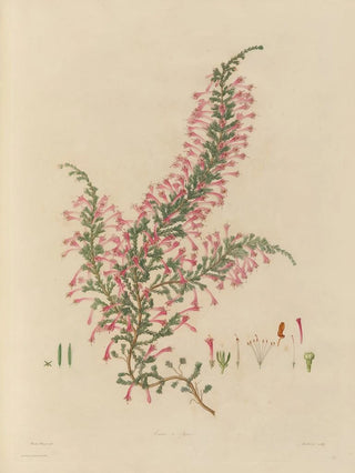 Franz Andreas Bauer - Delineations of exotick plants cultivated in the Royal gardens at Kew Pl28.webp