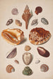 Planche d'illustrations avec coquillages - Franz Michael Regenfus — vy av konstverket