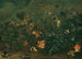 Morceau de pelouse avec fraises et grillon - Franz Michael Siegmund von Purgau l'Ancien — vy av konstverket