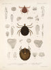 Arachnida Acaridea Pl 14 - Frederick DuCane Godman — vy av konstverket