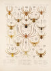 Arachnida Araneidea Pl 09 - Frederick DuCane Godman — vy av konstverket