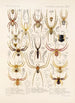 Arachnida Araneidea Pl 15 - Frederick DuCane Godman — vy av konstverket
