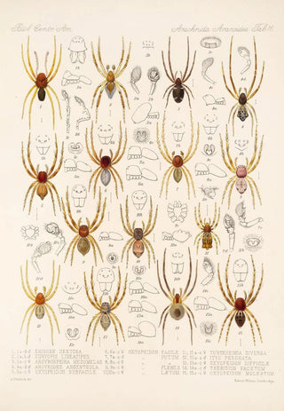 Frederick DuCane Godman - Arachnida Araneidea Pl 16.webp