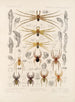 Arachnida Araneidea Pl 30 - Frederick DuCane Godman — vy av konstverket