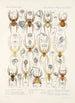 Arachnida Araneidea Pl 36 - Frederick DuCane Godman — vy av konstverket