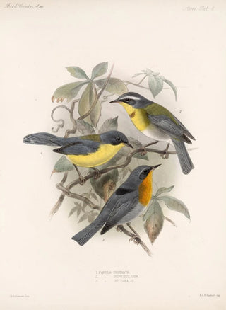 Frederick DuCane Godman - Aves Pl 08.webp