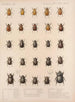 Insekter Skalbaggar Pl 018 - Frederick Du Cane Godman — vy av konstverket
