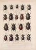 Insekter Skalbaggar Pl 019 - Frederick Du Cane Godman — vy av konstverket