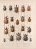 Insekter Skalbaggar Pl 020 - Frederick Du Cane Godman — vy av konstverket