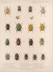 Insekter Skalbaggar Pl 021 - Frederick Du Cane Godman — vy av konstverket