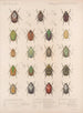Insekter Skalbaggar Pl 022 - Frederick Du Cane Godman — vy av konstverket