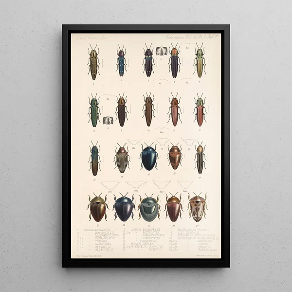 Frederick DuCane Godman - Insecta Coleoptera Pl 063.webp
