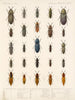 Insekter Skalbaggar Pl 067 - Frederick Du Cane Godman — vy av konstverket