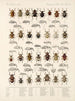 Insekter Skalbaggar Pl 158 - Frederick Du Cane Godman — vy av konstverket
