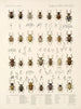 Insekter Skalbaggar Pl 160 - Frederick Du Cane Godman — vy av konstverket