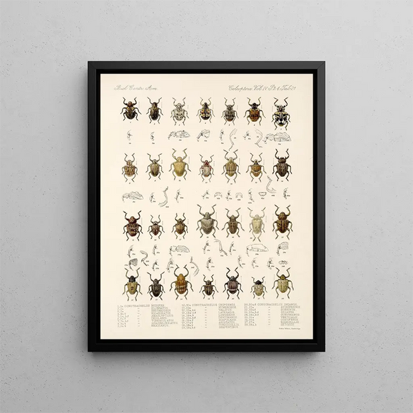 Frederick DuCane Godman - Insecta Coleoptera Pl 160.webp