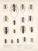 Insekter Skalbaggar Pl 209 - Frederick Du Cane Godman — vy av konstverket