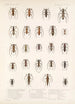 Insecta Coleoptera Pl 210 - Frederick DuCane Godman — vy av konstverket