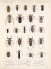 Insekter Skalbaggar Pl 214 - Frederick Du Cane Godman — vy av konstverket