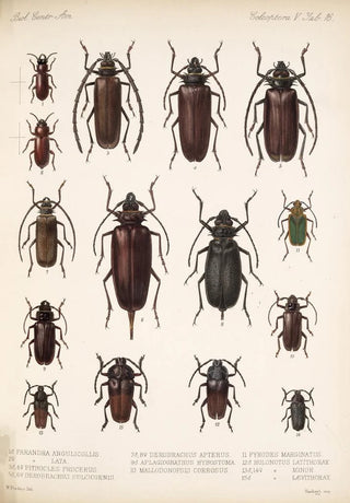 Frederick DuCane Godman - Insecta Coleoptera Pl 222.webp