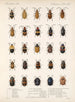 Insekter Skalbaggar Pl 234 - Frederick Du Cane Godman — vy av konstverket