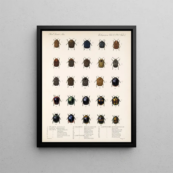 Frederick DuCane Godman - Insecta Coleoptera Pl 237.webp