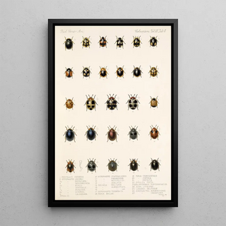 Frederick DuCane Godman - Insecta Coleoptera Pl 299.webp