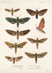 Insecta Lepidoptera Heterocera Pl 001 - Frederick DuCane Godman — vy av konstverket